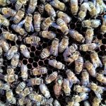 Na niektórych pszczołach widać pasożytujące roztocza przypominające kleszcze